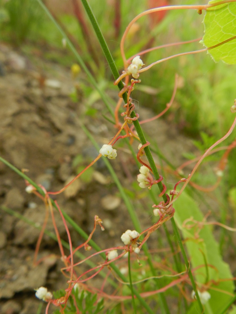 Cuscuta epilinum